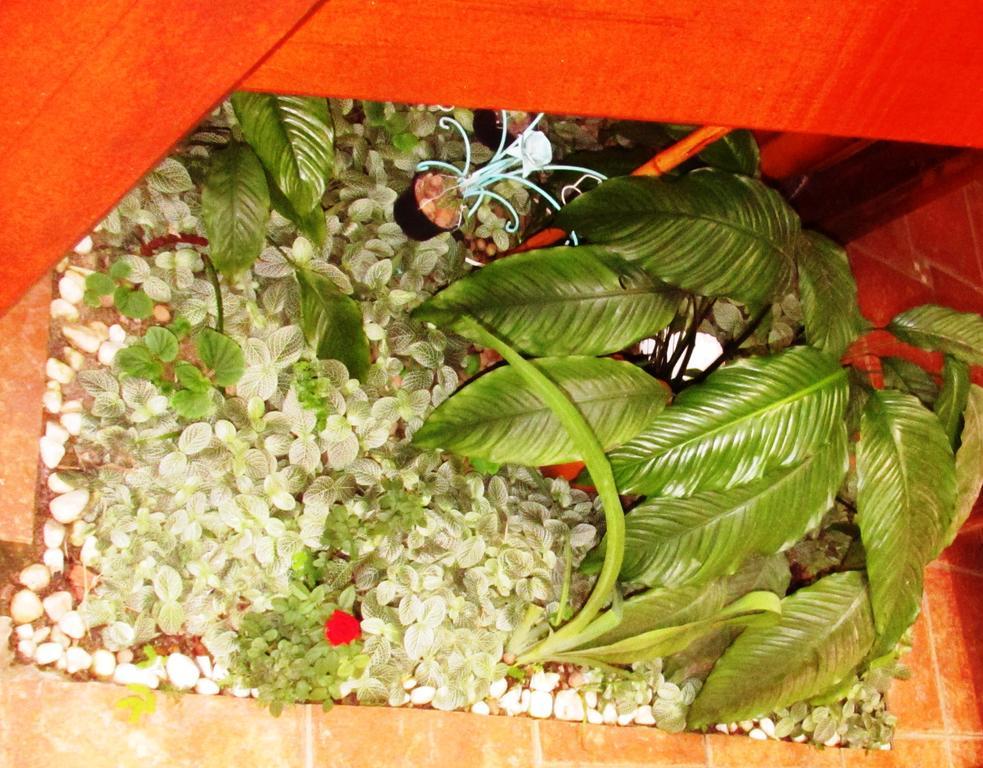 Pousada Flor De Lis Ilha Grande  Εξωτερικό φωτογραφία